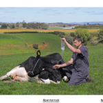 Masalah Ketosis Pada Ternakan Lembu