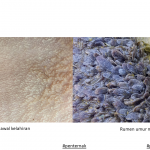 Perkembangan Empat Bahagian Perut Anak Lembu