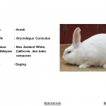 Penternakan Arnab Pedaging