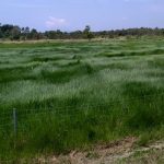 Teori Pengurusan Pemakanan Ternakan