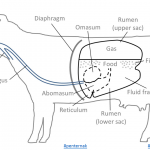 Masalah Kembung Pada Ternakan Ruminan