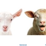 Fakta Kambing Dan Biri-Biri Bebiri Bahagian Dua