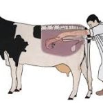 MENGENAI INSEMINASI BUATAN PADA TERNAKAN