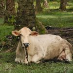 MENINGKATKAN MUTU GENETIK TERNAKAN INTEGRASI