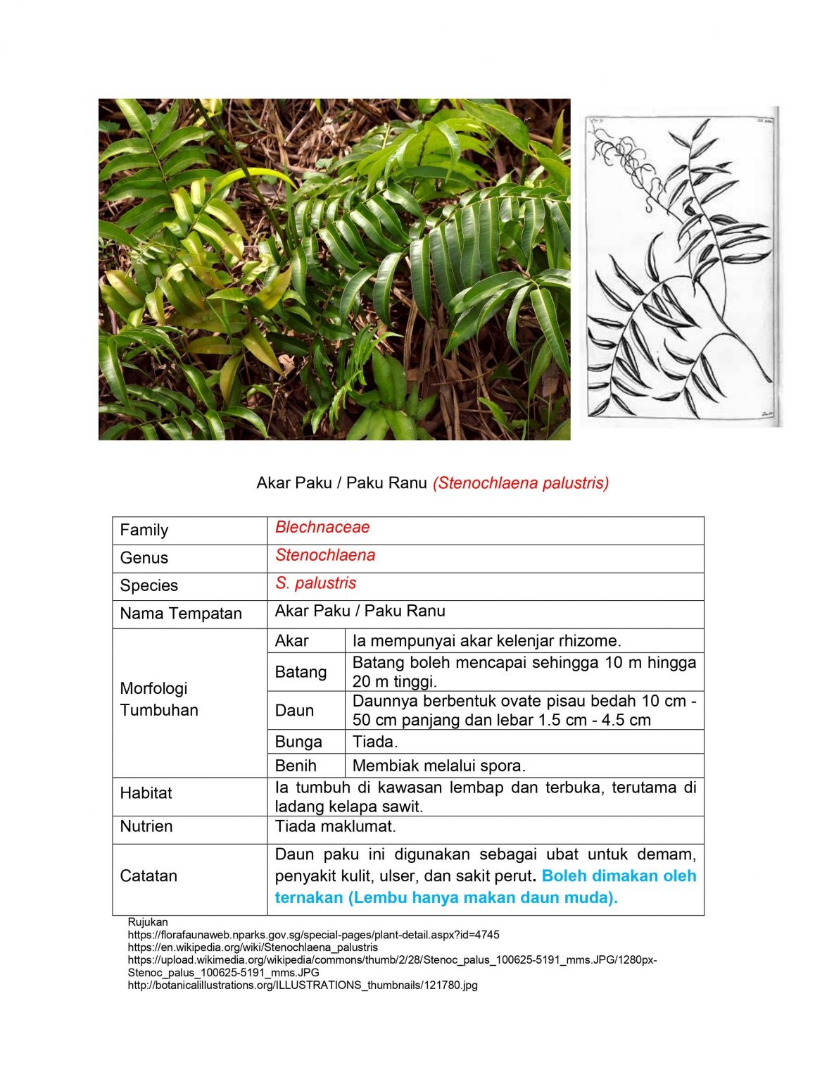 Akar Paku / Paku Ranu (Stenochlaena palustris) - penternak.my
