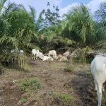 INTEGRASI SECARA INTENSIF