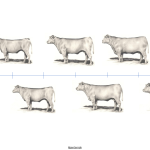 Skor Badan Lembu