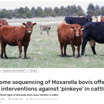 Teknik “Genome sequencing” Moraxella bovis selesaikan “pinkeyes”