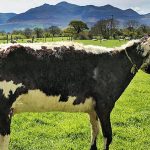 Perbandingan umur lembu dengan umur manusia