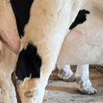 Udder edema pada Lembu