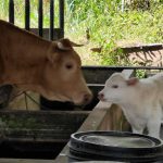 Pengurusan program pembiakan