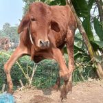 Memahami dan menguruskan osteomalasia pada lembu