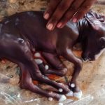 Isu keguguran pada ternakan kambing