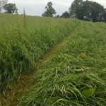 Potongan sekarang atau simpan dahulu