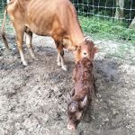 Mengenai Lembu Bunting