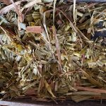 Mencapai potensi penuh silaj