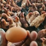 Faktor penghasilan saiz telur ayam